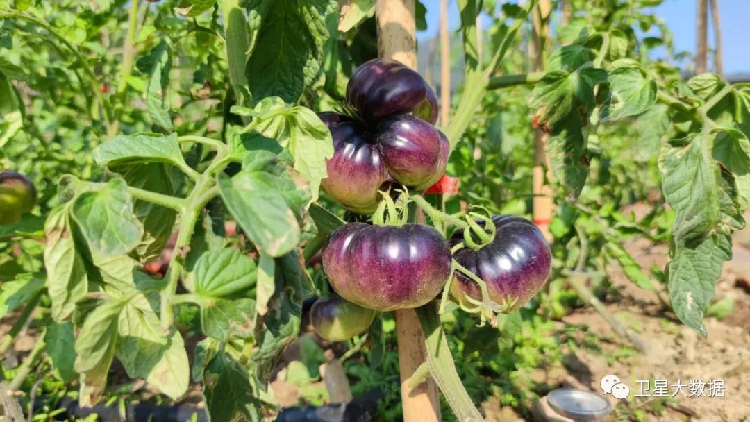 图片要害词 图片要害词