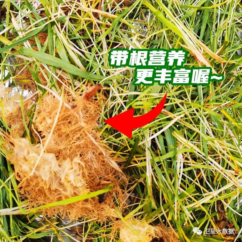 1687368552290343.jpg 9.jpg