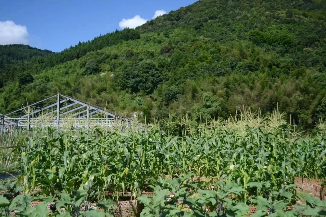 DSC_1174.JPG ͼƬҪº¦´Ê