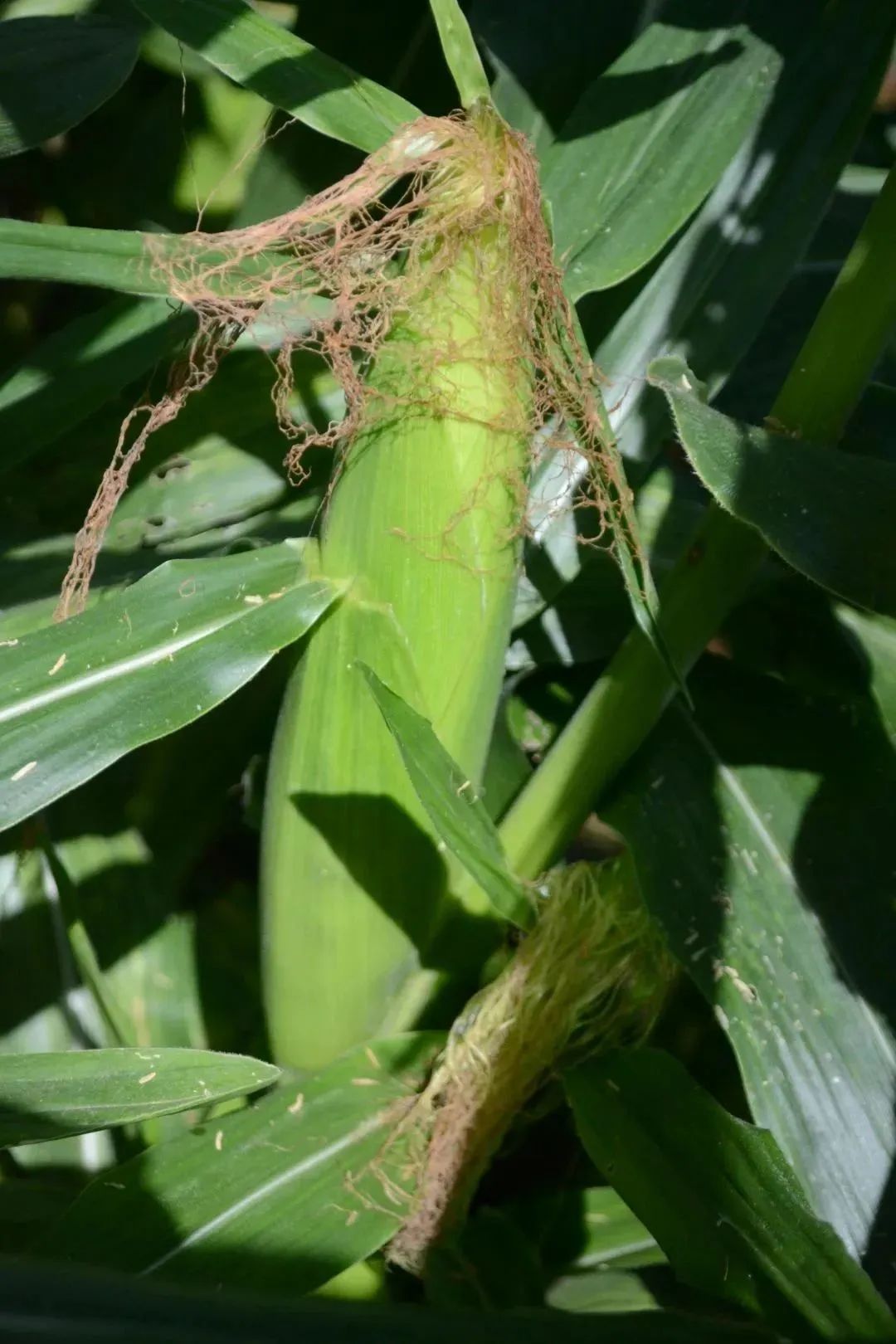 DSC_1116.JPG ͼƬҪº¦´Ê