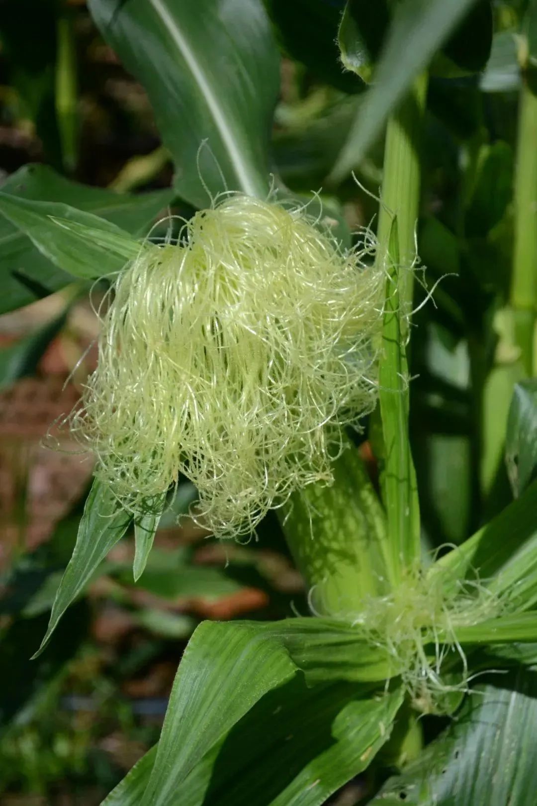 DSC_1118.JPG ͼƬҪº¦´Ê